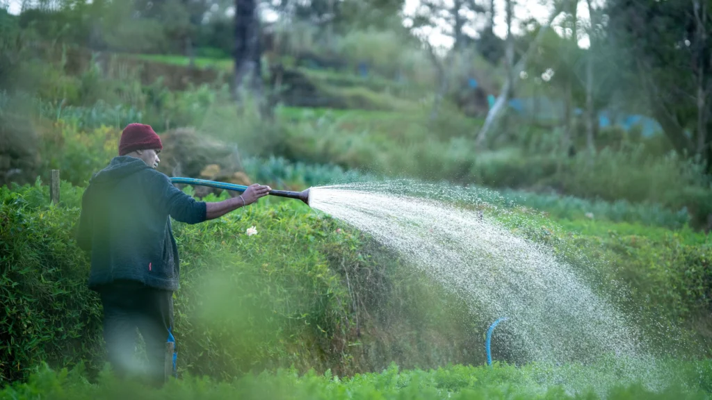 Seorang petani sedang menyiram tanaman di kebun yang hijau menggunakan selang air.