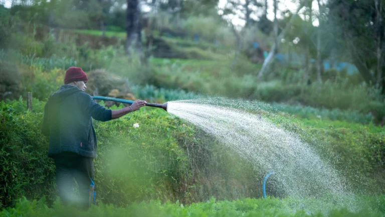 Seorang petani sedang menyiram tanaman di kebun yang hijau menggunakan selang air.