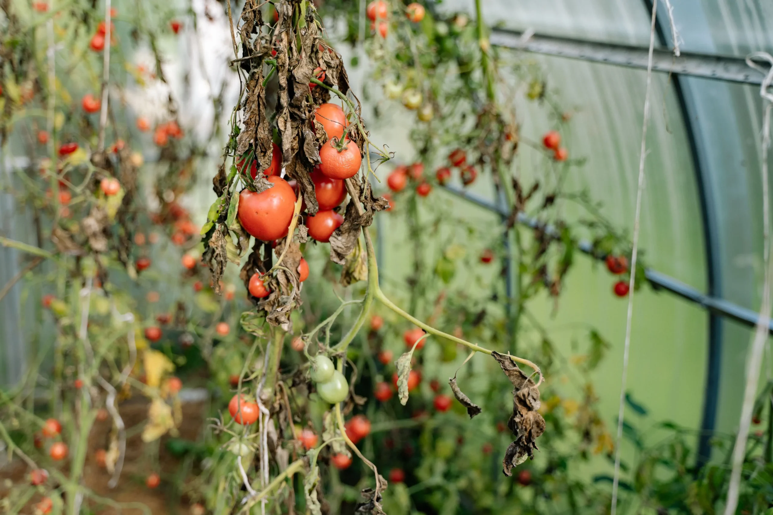 Gambar dekat tanaman tomat sakit di dalam rumah kaca dengan daun-daun layu, cokelat, dan membusuk di dekat buah merah, mengilustrasikan kerusakan akibat penyakit yang dipicu oleh penyiraman manual yang tidak tepat.